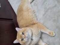 Yakışıklı 1 kedi Bsh By12 golden british shorthair