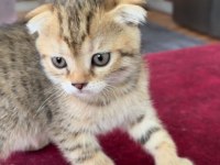 Yavru scottish fold ve british kırması dişi yavrular
