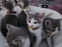 2 aylık yavru kedilerimiz
