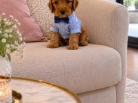 Maltipoo yavruları ırk sağlık garantili