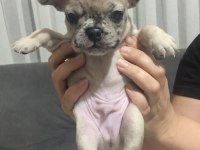Blue Merle Black Tan Fawn French Bulldog Yavrular