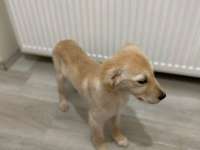 3 aylık golden retriever