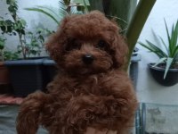 TEACUP KORE POODLE YAVRULAR!