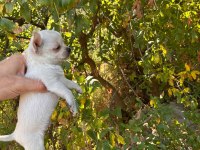 Dünyalar tatlısı küçük boy chihuahua