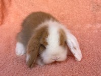 Hollanda teddy lop tavşanı