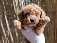 toy poodle bebeklerimiz rezervasyona açıktır