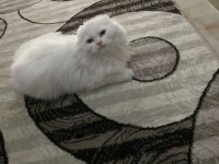 6 aylık erkek scottish fold