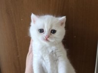 Teslime hazır british shorthair kedisi
