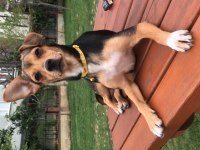 Acil sahiplendirme pinscher köpeğimiz