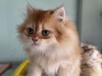 Show kalite golden longhair british yavrularımız