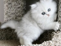 ORİJİNAL CHİNCHİLLA YAVRULARIMIZ