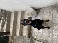 Anne Scr’li Doberman Yavrularımız