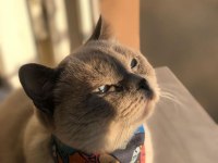 British shorthair