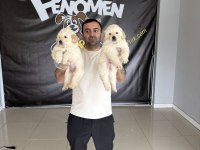 ORJİNAL GOLDEN RETRIEWER YAVRULR SAFKAN BELGELİ ANKARA 