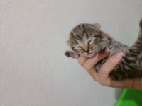 British shorthair aşk bebekler
