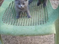 Scottish fold yavrular