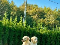 Golden Retriever Yavruları Istanbul     