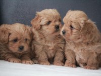 Show kalite Maltipoo yavrularım yeni YUVASINI arıyor