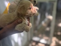 Maltipoo yavrularımız