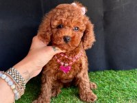 Sevimli Toy Poodle Yavrularımız