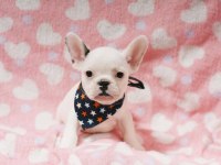 FRENCH BULLDOG YAVRULARI