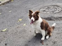11 Aylık Border Collie