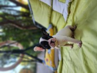 FRENCH BULLDOG BEBEKLER