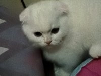 Tuvalet Eğitimi Oyuncu Yavru Scottish Fold