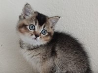 British shorthair blackgolden dişi