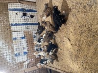 45 Günlük Yavru İspençler