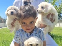 SAFKAN MALTESE TERRIER (MALTA KÖPEĞİ)