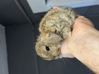 Veteriner Hekimden Hollanda lop mini lop ve cüce tavsan