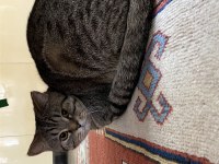 9 aylık british shorthair oğluş yeni yuvasını arıyor