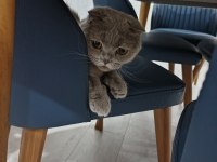 Scottish Fold Kedimiz