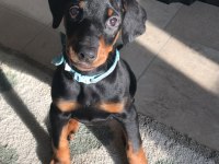 Doberman Yavrular
