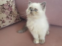 Egzotik İran Kedisi Kızım