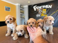 MALTİPOO TESLİMLER BAŞLADI ANKARA MAĞAZAMIZDA GÖRÜN