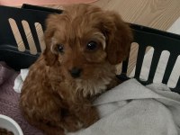 Sahibinden sahiplendirilecek toy poodle