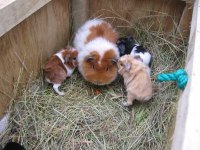 Guineapig Yavrular Aynı Gün Set Halinde Teslim Edilir