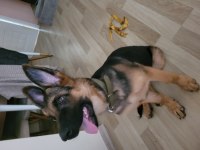 K9 SAFKAN ALMAN KURDU ERKEK YAVRU