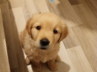 Baby Face Golden Retriever Dişi Yavru