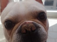 İzmir içi french bulldog köpeğimiz