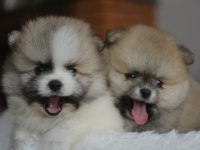 TEDDY BEAR POMERANİAN BEBEKLER