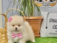 Antalya ayı surat pomeranian boo yavruları