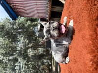 A Kalite French Bulldog Bebekler