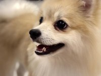 KÖPEĞİMİZ KUKİ İÇİN ÖMÜRLÜK YUVASINI ARIYORUZ