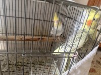4 çift sultan papağanı ve kafes herşeyiyle birlikte