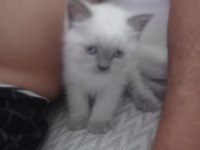 Blue point british shorthair kedisi
