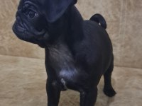 Siyah pug yavru 2 aylık