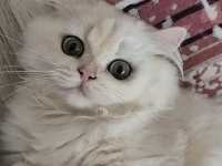British Longhair Silver